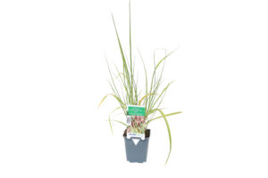 Pennisetum alopecuroides Red Head