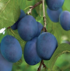 Prunus domestica Bleue de Belgique
