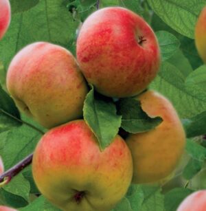 Malus domestica 'Topaz'