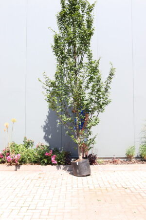 Carpinus betulus Lucas