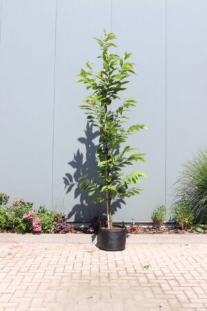 Castanea sativa