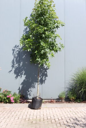 Liquidambar styraciflua