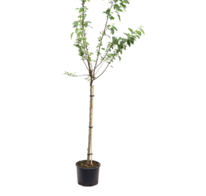 Malus Red Sentinel