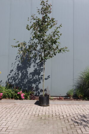 Malus Rudolph