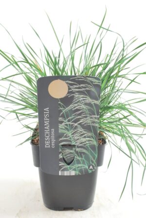 Deschampsia cespitosa Palava