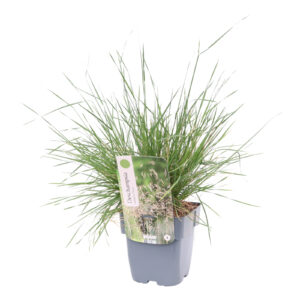 Deschampsia cespitosa Palava