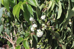 Heptacodium miconioides