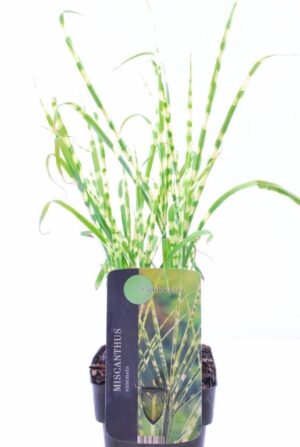 Miscanthus sinensis Goldbreeze