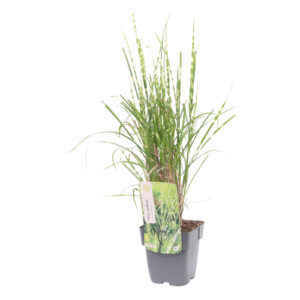Miscanthus sinensis Goldbreeze