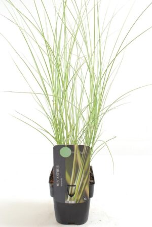 Miscanthus sinensis Morning Light