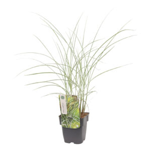 Miscanthus sinensis Morning Light