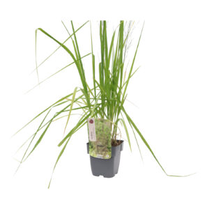 Molinia arundinacea Witches Broom