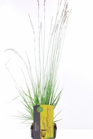 Molinia caerulea Edith Dudszus