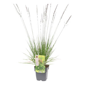 Molinia caerulea Edith Dudszus