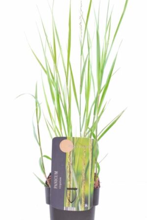 Panicum virgatum Heavy Metal