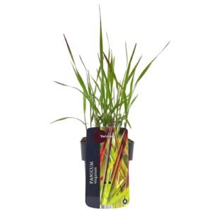 Panicum virgatum Rehbraun