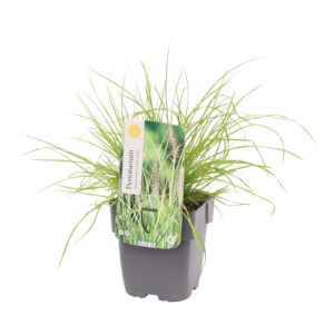 Pennisetum alopecuroides Lumen Gold