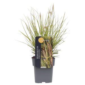 Pennisetum alopecuroides Lumen Gold