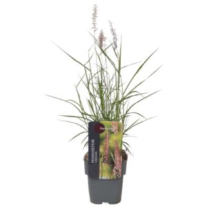 Pennisetum orientale Karley Rose