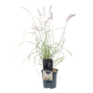 Pennisetum orientale Karley Rose