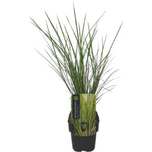 Schizachyrium scoparium Ha Ha Tonka