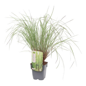 Schizachyrium scoparium Ha Ha Tonka