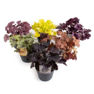 Heuchera Indian Summer in diverse kleuren