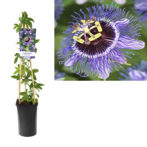 Passiflora Purple Rain
