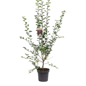 Crataegus media Paul's Scarlet