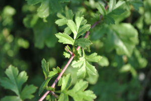 Crataegus monogyna