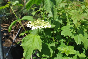 Viburnum opulus
