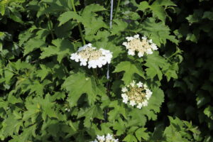 Viburnum opulus