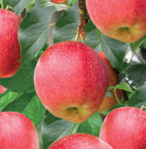 Malus domestica Gala