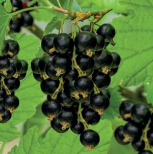 Ribes nigrum Titania