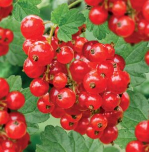 Ribes rubrum Jonkheer van Tets