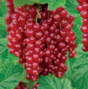 Ribes rubrum Rovada