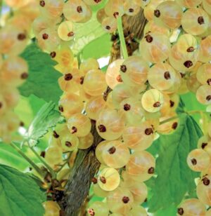 Ribes rubrum Witte Parel
