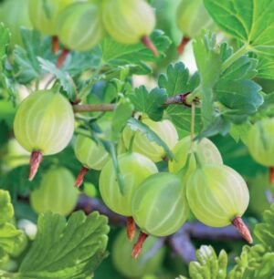 Ribes uva-crispa Hinnonmäki Grön