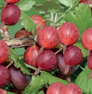 Ribes uva-crispa Hinnonmäki Röd