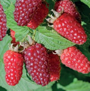 Rubus Tayberry