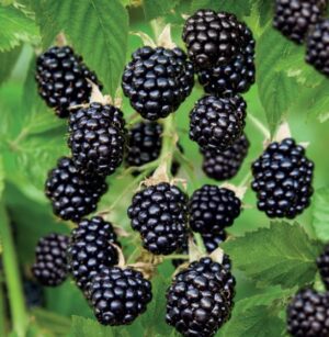 Rubus fruticosa Black Satin