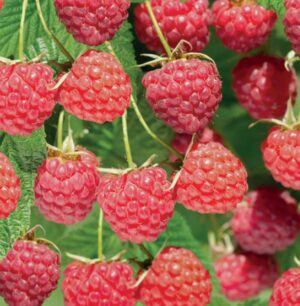 Rubus idaeus Autumn Bliss