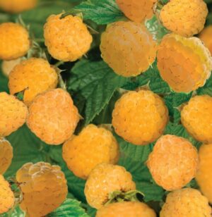 Rubus idaeus Fallgold