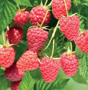 Rubus idaeus Malling Promise
