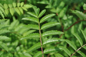Sorbus aucuparia