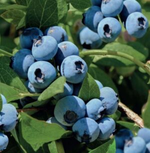 Vaccinium corymbosum Bluecrop
