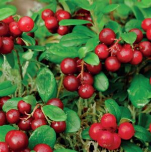 Vaccinium macrocarpon