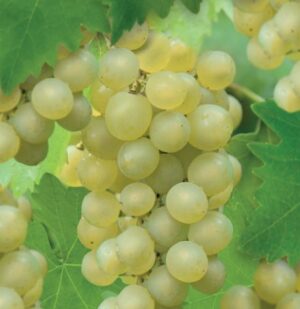 Vitis Bianca