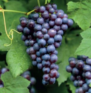 Vitis Boskoop Glory