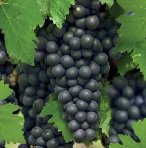 Vitis Regent